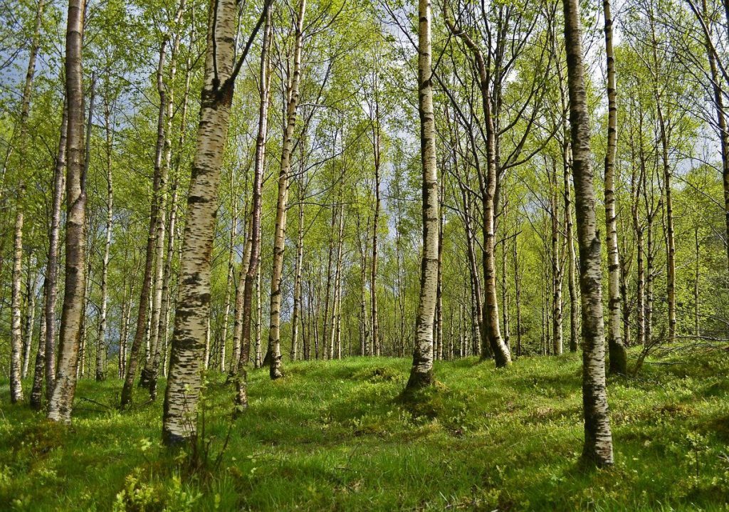 brzozowy las